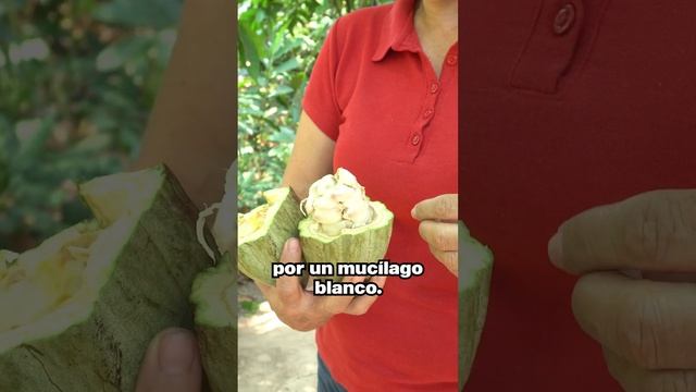 Así es el fruto del cacao, ¿lo conocías? #chefanacasanova #comiendonosalmundo #cacao #chocolate смотреть онлайн