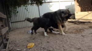 кавказская овчарка