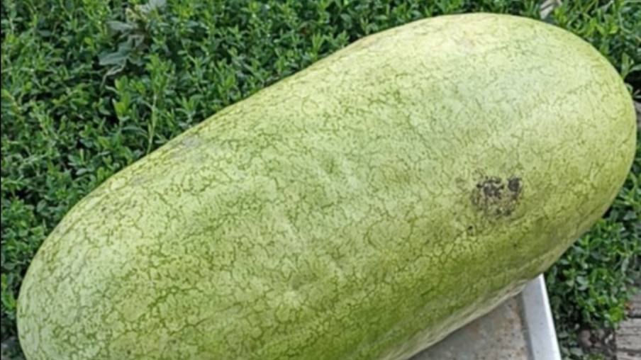 АРБУЗЫ в пензенской области, открытый грунт медовый гигант