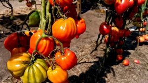 Как выращиваю томаты в открытом грунте. Сорта томатов для начинающих