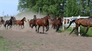 Злынский племенной конезавод - один из старейших конных заводов России!