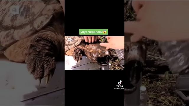 укус черепахи 2 часть смотреть онлайн