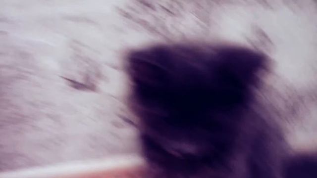 Когда кошка голодна😂😂( клип где моя сосиска) смотреть онлайн