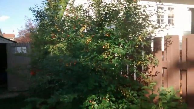 Bush Cherries - great production in small spaces смотреть онлайн