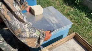 Матки Бакфаст от Скупновых!!! Часть 2!!!