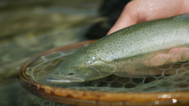 Scientific Anglers / Fly Fusion Web TV Series, Season 3, Episode 4- "Pure High" смотреть онлайн