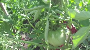 КАК Я УДАЛЯЮ ЛИСТЬЯ ТОМАТОВ В ОТКРЫТОМ ГРУНТЕ. ОГОРОДНАЯ АЗБУКА ОЛЬГИ ЧЕРНОВОЙ.