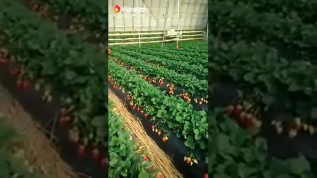 Маша Аллах. смотреть онлайн