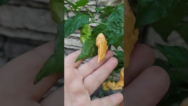 7 pot Jay's Peach Ghost Scorpion. Экстремально острый перец, хиненс удивительной формы и цвета плод смотреть онлайн