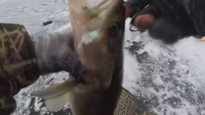 СУДАК НЕ ДАЁТ ОПУСТИТЬ БЛЕСНУ | ЛОВЛЯ СУДАКА ЗИМОЙ НА БЛЕСНУ С ПОДСАДКОЙ ТЮЛЬКИ | ЗИМНЯЯ РЫБАЛКА |