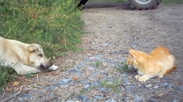 Кошка - за мышку, Жучка - за кошку... смотреть онлайн