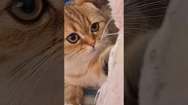 Красотка Сойка смотреть онлайн