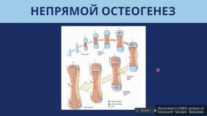 прямой и непрямой остеогенез для самых одарённых