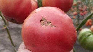 Крупноплодные сорта томатов в открытом грунте