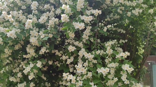 Чубушник не жасмин смотреть онлайн