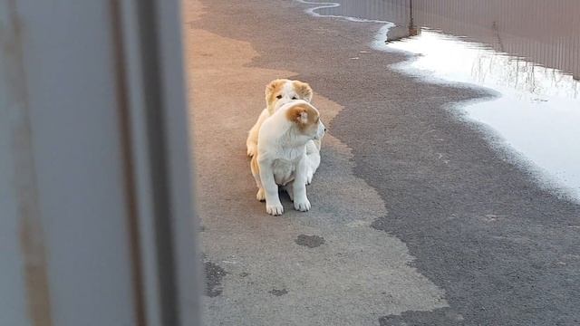 Тимерташ Баграм (свободен) 3 месяца сын Вивы и Хазара Вопросы по +79048881825 viber WhatsApp  или смотреть онлайн