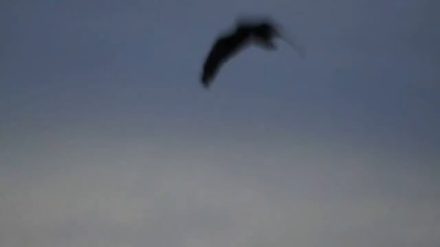 BIRD STUCK IN MID AIR смотреть онлайн