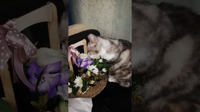 Кот нюхает цветы смотреть онлайн
