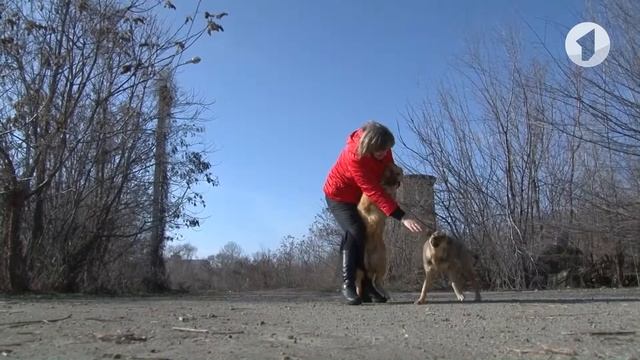 Отдадим двух собак в добрые руки / Утренний эфир смотреть онлайн