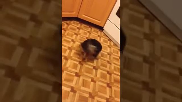 Йорк гоняется за хвостом смотреть онлайн