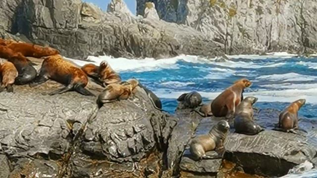 Сивучи / Sea lions смотреть онлайн