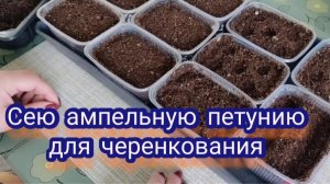 Сею ампельную петуния для черенкования. Какие сорта буду выращивать.