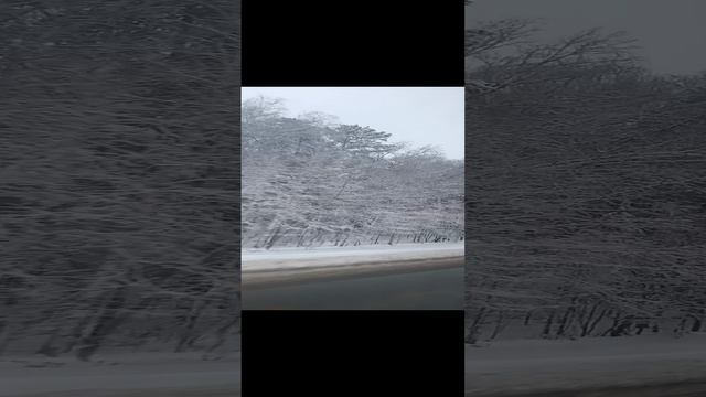 Манжерок майма