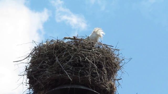 Аист сын смотреть онлайн