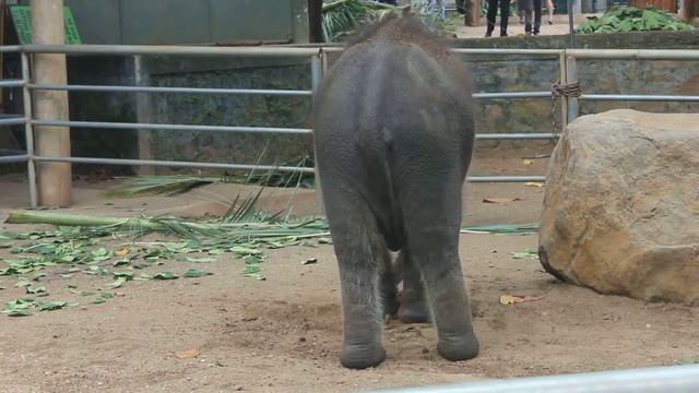 Шри Ланка. Слонёнок. смотреть онлайн