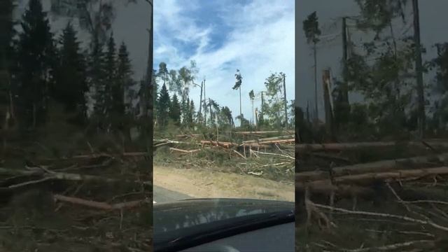 Последствия урагана | минус 30 гектаров леса | Витебская область