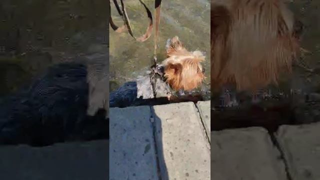 Лаки купается смотреть онлайн
