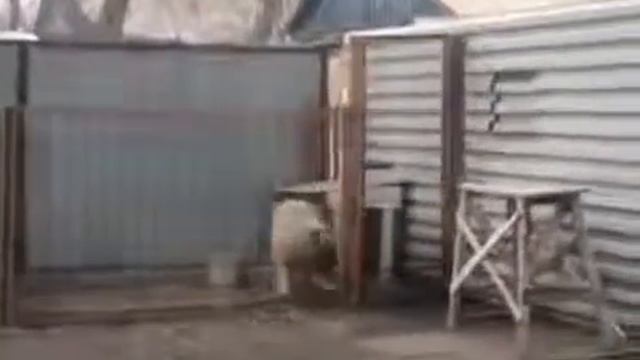 Собака танцует под музыку))) смотреть онлайн
