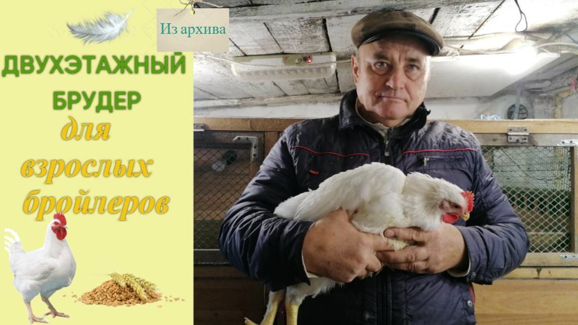 Двухэтажный брудер для взрослых бройлеров ("старшая группа"). Из архива