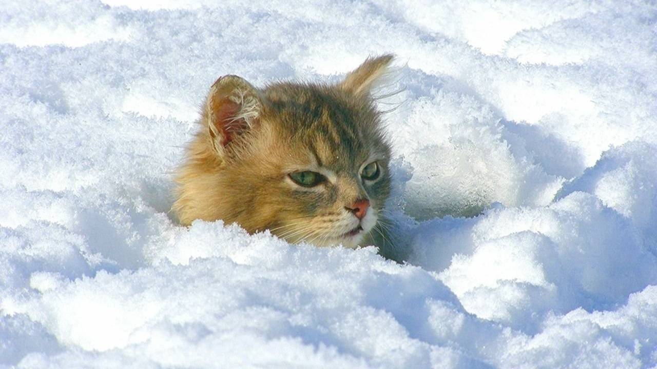 Вот и зима. Сергей Чекалин смотреть онлайн