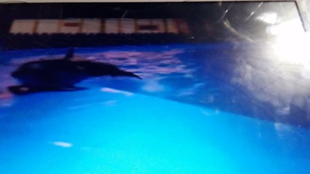 Плаваем с дельфинами в Алматинском дельфинарии. Очень добрые морские обитатели на свете.