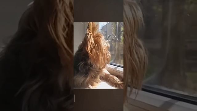 Лаки смотрит в окошко🌞 смотреть онлайн
