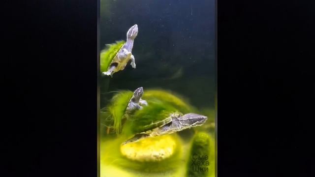 Милые животные