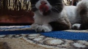 Издевательство над котом