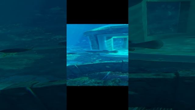 СПА-салон в океанариуме смотреть онлайн