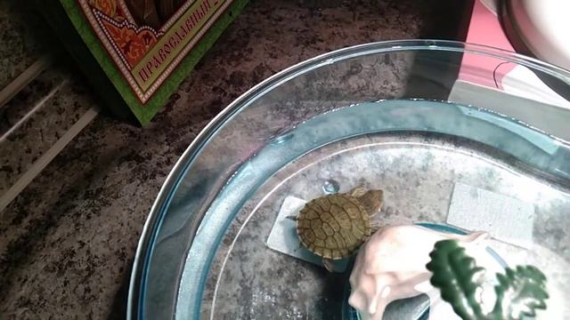 Черепаший обед - любимый минтай)) смотреть онлайн