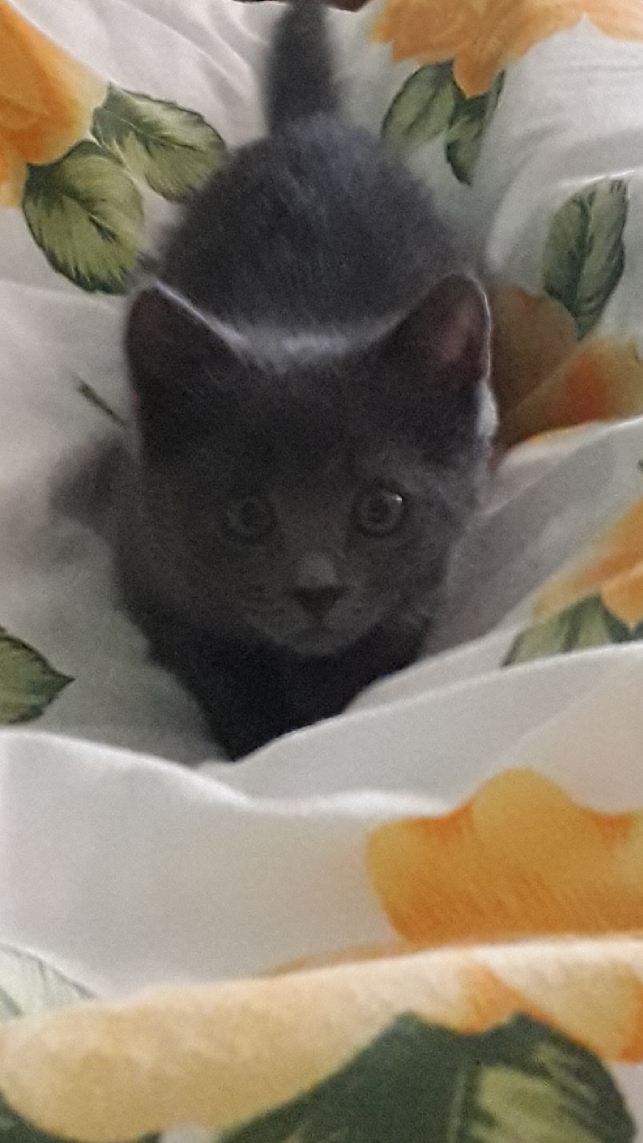 Котик сам отрыл дверь смотреть онлайн