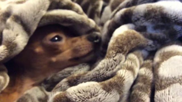 Тайная жизнь кота и Собаки 😊👍 смотреть онлайн