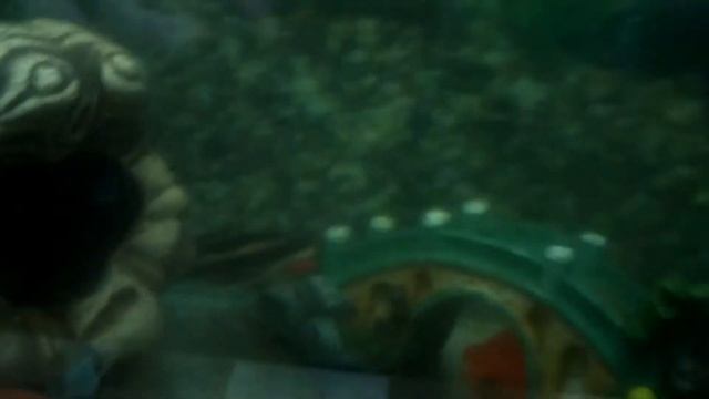 Сомик платидорус он же поющий сомик .