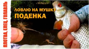 Ловлю на мушку ПОДЕНКА. Весенняя ловля плотвы, ельца, голавля нахлыстом. Мушка Extended Body Mayfly