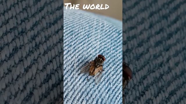 Stable fly Insects смотреть онлайн