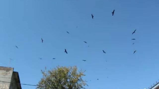 Коршуны хулиганят в Бийске смотреть онлайн