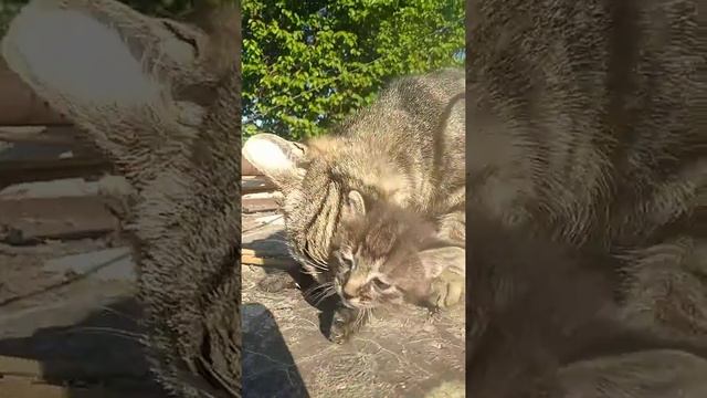 Шок.... Бул мышыктын кылганын кара смотреть онлайн