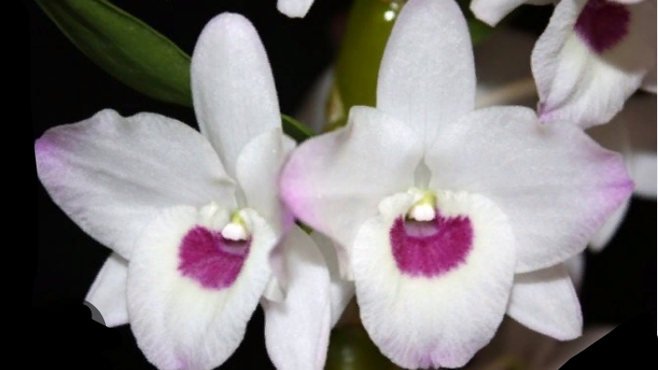 Реанимация дендробиума  Nobile или укоренение крайних задних бульб.  Часть 1