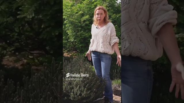 Сосна горная «Киссен». смотреть онлайн