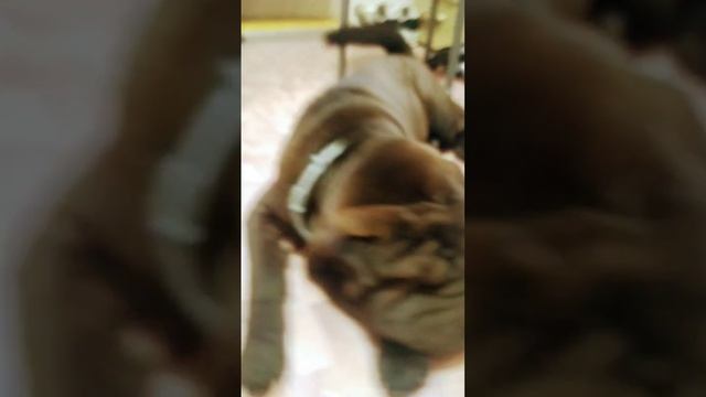 мой домашний питомец ❤️#собака #реки #рек #рекомендации #животное #шарпей смотреть онлайн